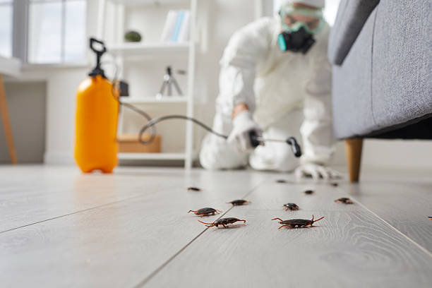 Commercial Kitchen Cockroach Control in Agua Dulce
